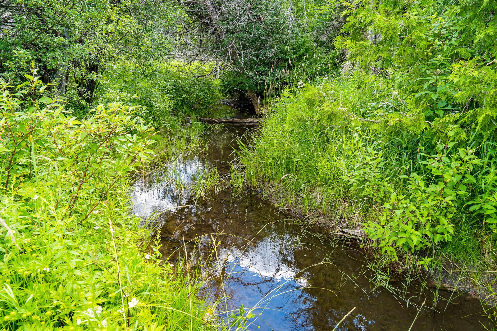 Brookdale stream